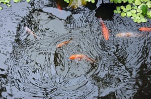 pond